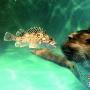 水族馆活鱼吓蒙斑海豹精彩一幕（图） 动物世界