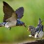 摄影师捕捉家燕空中喂食幼仔瞬间（图） 动物世界