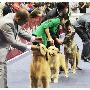 杭州举办宠物嘉年华 看名犬大比拼（图） 动物世界