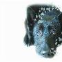 明星犬也来找领养“大脚板”的命运（图） 动物世界