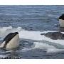 捕捉虎鲸团队协作猎捕海豹瞬间（图） 动物世界