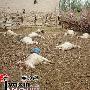 流浪犬连咬死34只羊（图） 动物世界