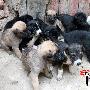 乌鲁木齐“超级狗妈”一胎生12只小狗（图） 动物世界