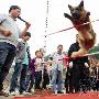 名犬运动会初赛长沙开赛（图） 动物世界