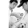 贵宾摔出"内出血" 主人微博为爱犬求血浆（图） 动物世界