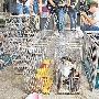 日死亡7只猫狗台北动物之家遭指成殡葬处（图） 动物世界