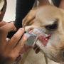 导盲犬遭街犬咬伤仍然为主导航（图） 动物世界