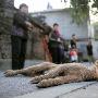 京居民区5天20多只猫狗死亡 疑遭投毒（图） 动物世界