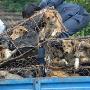 狗权的胜利！浙江金华“狗肉节”被取消（图） 动物世界