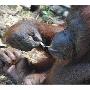 马来西亚动物园红毛猩猩抽烟上瘾（图） 动物世界