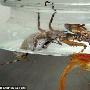 饥饿宠物螳螂从鱼缸中捞出死鱼享受大餐（图） 动物世界