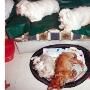 冰城“爱姐”给流浪猫狗一个家（图） 动物世界