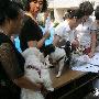 小区组织服务团队为宠物免费打疫苗（图） 动物世界