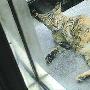 愤怒猫咪蹲点伤人或因猫崽命丧车轮（图） 动物世界