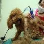 重庆酷热天宠物狗中暑进医院（图） 动物世界