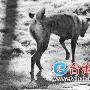 遛狗不捡狗屎没公德 散步需防踩雷（图） 动物世界
