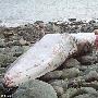 英国海岸发现体长17米须鲸尸体（图） 动物世界