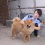 奎屯两少年捡名犬 拒绝高价收购送到警局（图） 动物世界