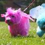 英美容师打造彩虹色宠物（图） 动物世界