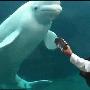 水族馆白鲸在婚礼上随音乐翩翩起舞（图） 动物世界