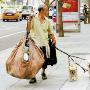 北京街头：流浪人的宠物狗（图） 动物世界