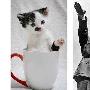 小猫因长相酷似希特勒无人愿收养（图） 动物世界