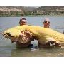 英国男子钓到世界最大白化鲶鱼重88公斤（图） 动物世界