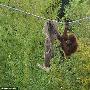 红毛猩猩借助布条倒挂采摘黑莓(组图（图） 动物世界