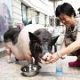 买了“伪香猪”就当宠物养（图） 动物世界