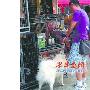 与宠物店比邻 无奈举家搬迁（图） 动物世界