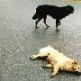 同伴被撞死小黑狗不离不弃（图） 动物世界