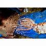 美佛州現罕見巨鱿：身長8米重90公斤（圖） 動物世界