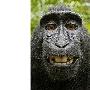 珍稀猕猴捡摄影师相机自拍鬼脸照片（图） 动物世界