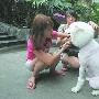 捡来的萨摩耶犬很可爱 好心人不忍夺爱（图） 动物世界