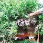 “猫奶奶”养80只流浪猫 每年花费近万元（图） 动物世界