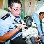 警犬援大运 别看我萌我可很猛（图） 动物世界