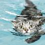 猫咪游泳为治腿瘫（图） 动物世界