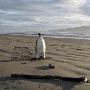 南极小企鹅迷路穿越数千公里至新西兰（图） 动物世界