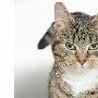 英小猫12楼摔落安然无恙 被称“幸运星”（图） 动物世界