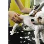 给宠物推毛消暑是误区（图） 动物世界