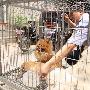 公园广场禁止溜犬 6违规犬被没收（图） 动物世界