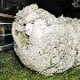 新西兰最老绵羊安乐死（图） 动物世界