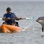 英摄影师近距离拍海豚与人类亲密接触（图） 动物世界