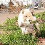 萨摩犬“丫蛋儿”会买菜（图） 动物世界