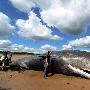 20吨抹香鲸搁浅英国海滩不幸死亡（图） 动物世界