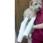 美国小狗躲避龙卷风骨折爬3周挪回家（图） 动物世界