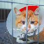 青岛虐猫现象再次出现 （图） 动物世界