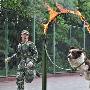 搜救犬加盟上海消防 才艺多（图） 动物世界