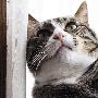 超级无敌可爱萌猫精彩展现（图） 动物世界