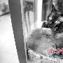 猫司狗职会守门（图） 动物世界